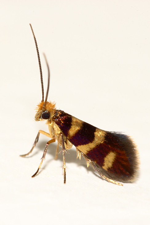 Piccola Falena - Micropterix cfr. allionella